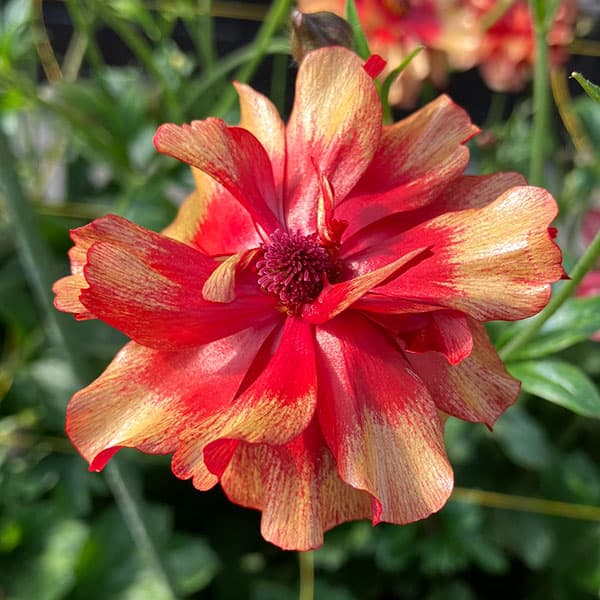 園芸ネット本店｜ラナンキュラス：ラックス ハデス3.5-4号ポット* 3株