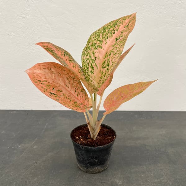 園芸ネット本店｜アグラオネマ：スターダストオレンジ 2.5号ポット の