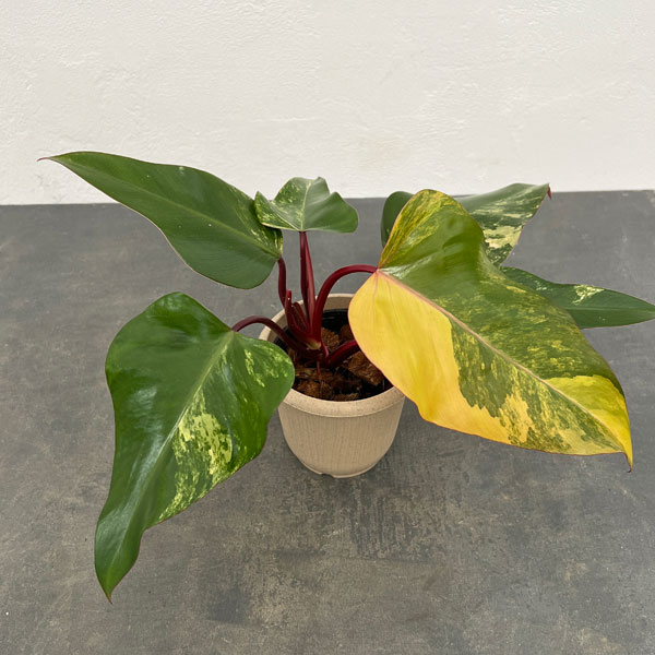 園芸ネット本店｜[ザ・ファームセレクト]フィロデンドロン