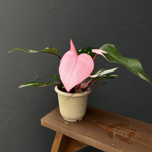 園芸ネット本店｜フィロデンドロン：ピンクプリンセス 4号25-02 の通販