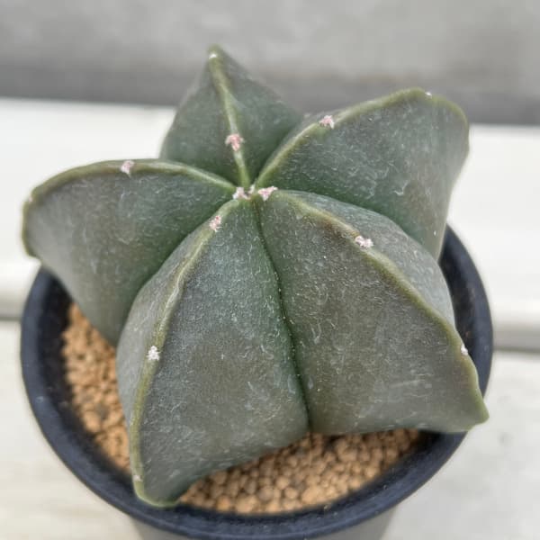 y*u様 碧瑠璃ランポー 特長50cm以上 アストロフィツム碧瑠璃鸞鳳玉