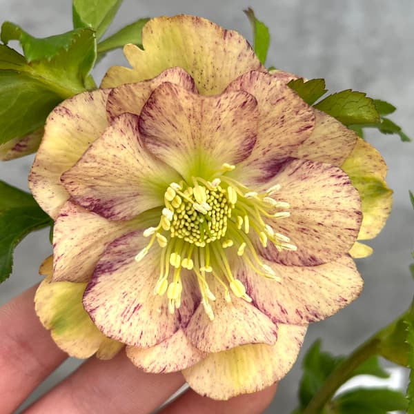 園芸ネット本店｜松村ナーセリーさんのクリスマスローズ：25-92ダブル