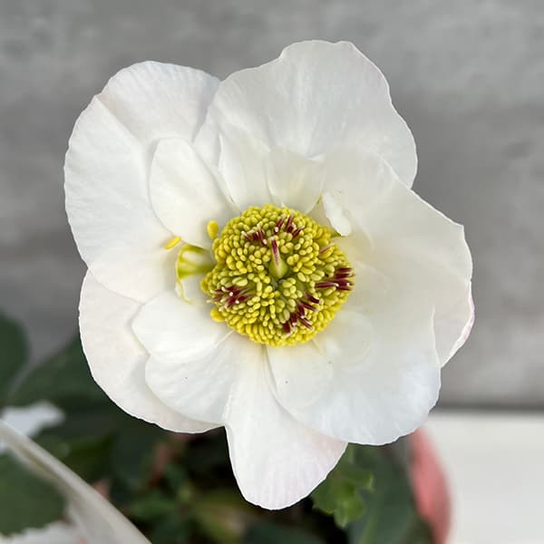 園芸ネット本店｜松村ナーセリーさんのクリスマスローズ：25-106ニゲル