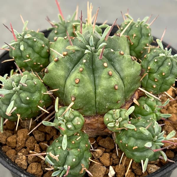 園芸ネット本店｜ユーフォルビア：紅青玉 3号鉢植え の通販【公式】