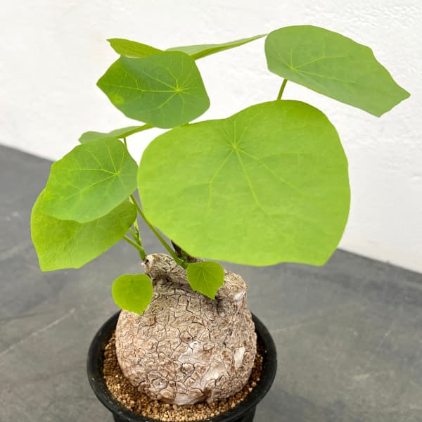 園芸ネット本店｜ステファニア：スベローサ 3.5号鉢植え* の通販【公式】