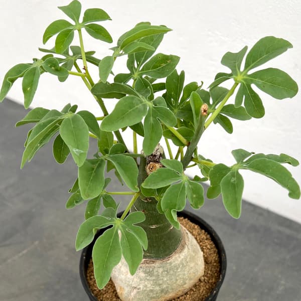 園芸ネット本店｜[ザ・ファームセレクト]アデニア：グラウカ 4号鉢植え