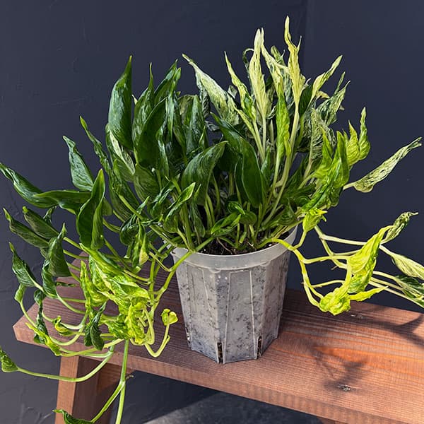 園芸ネット本店｜ポトス：テルノ3種寄せ植え（ラブソング