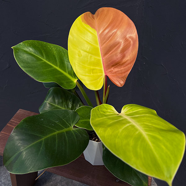 園芸ネット本店｜フィロデンドロン：イエローフレーム 4号鉢入り25-03