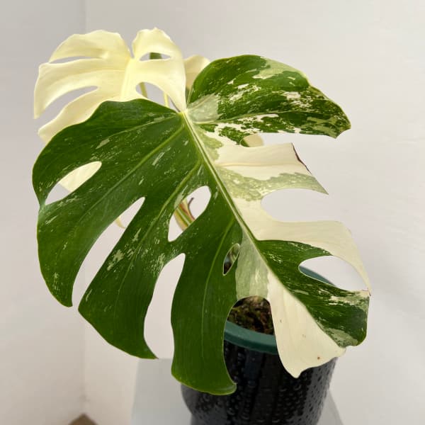 園芸ネット本店｜モンステラ：ボルシギアーナ（白斑） 5号鉢植え25-02