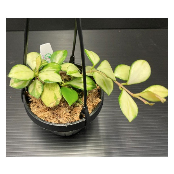 園芸ネット本店｜ホヤ：ヘウスケリアナ バリエガータ（斑入り） 2.5号