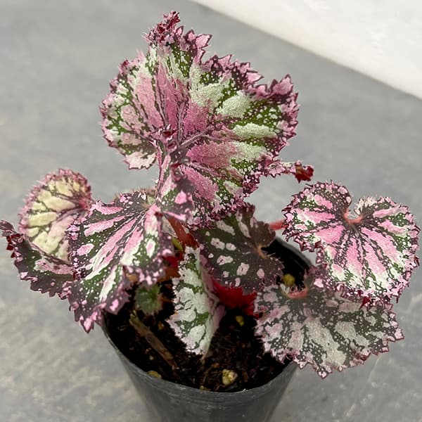 園芸ネット本店｜ベゴニア：ピンクポップ 2.5号ポット の通販【公式】