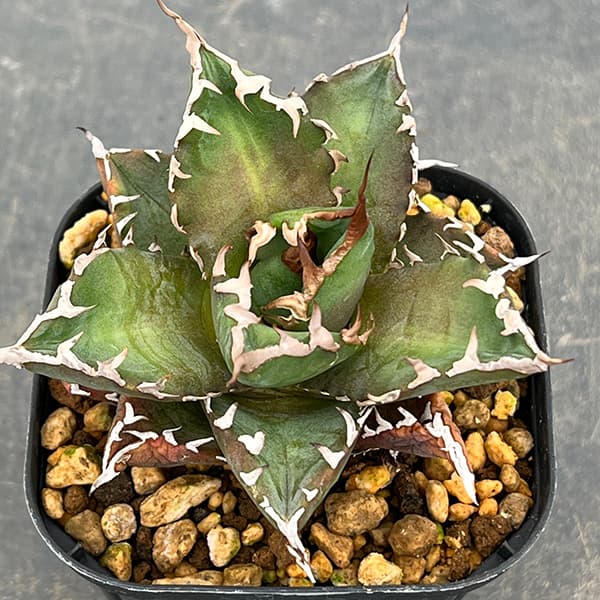 園芸ネット本店｜アガベ：チタノタ 福建白鯨 3号ポット* の通販【公式】