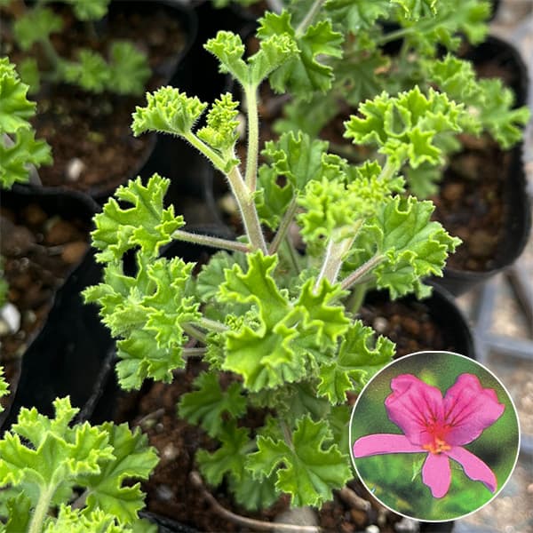 園芸ネット本店｜ニオイゼラニウム：クリスピュームレモンセイント