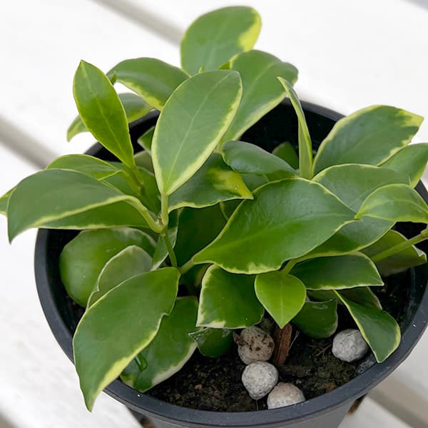 園芸ネット本店｜ホヤ：ヘウスケリアナ アルボマルギナータ 3.5号