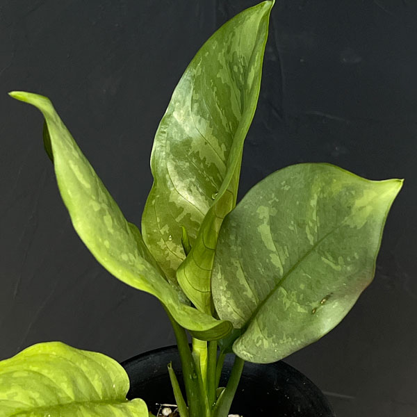 園芸ネット本店｜アグラオネマ：コンムタツム アルミナ 4号鉢植え の