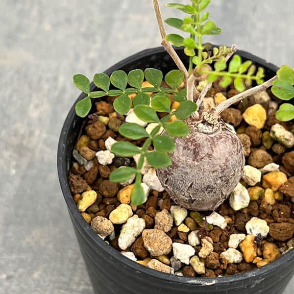 園芸ネット本店｜オペルクリカリア：パキプス（根挿し株）SSサイズ 2.5