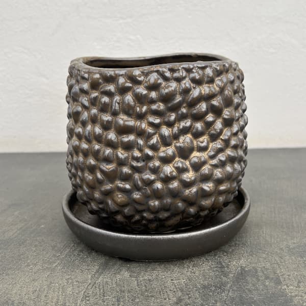 園芸ネット本店｜ソル：ジャックS ブロンズ4475（直径13.5cm）・皿付