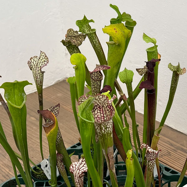 園芸ネット本店｜サラセニア：品種おまかせ 2号ポット の通販【公式】