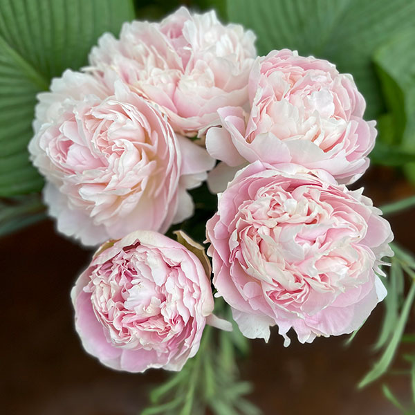 園芸ネット本店｜シャクヤク（芍薬）：朱鷺姿（ときすがた）7号ポット