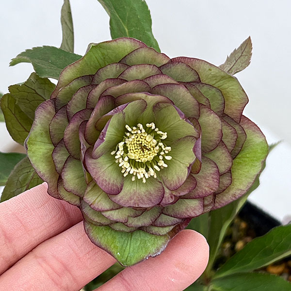 園芸ネット本店｜横山園芸さんのクリスマスローズ：26-09プリマドレス