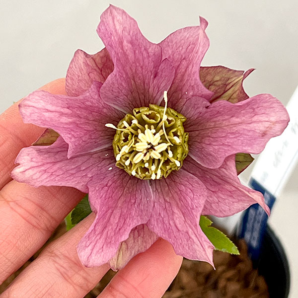 園芸ネット本店｜吉田園芸さんのクリスマスローズ：ヒデコートダブル26