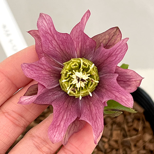 園芸ネット本店｜吉田園芸さんのクリスマスローズ：ヒデコートダブル26