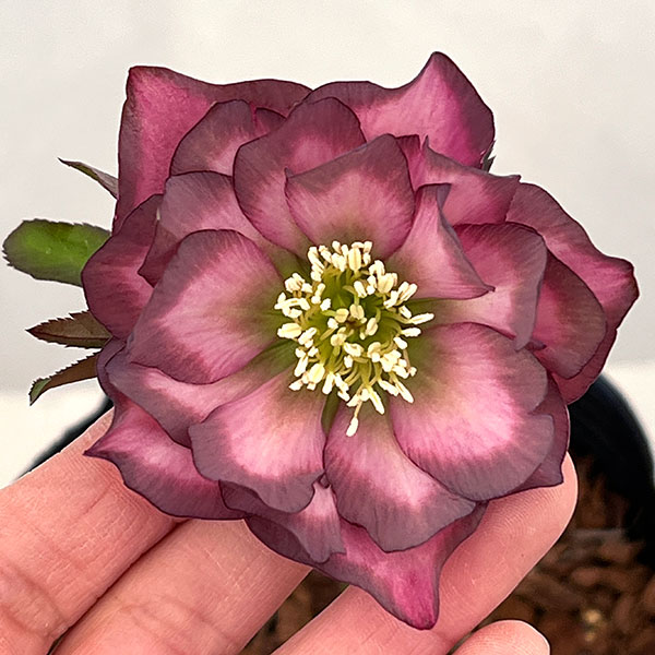 園芸ネット本店｜吉田園芸さんのクリスマスローズ：アンティークピエラ