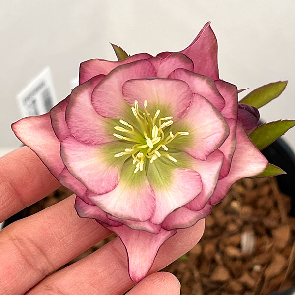 園芸ネット本店｜吉田園芸さんのクリスマスローズ：アンティークピエラ