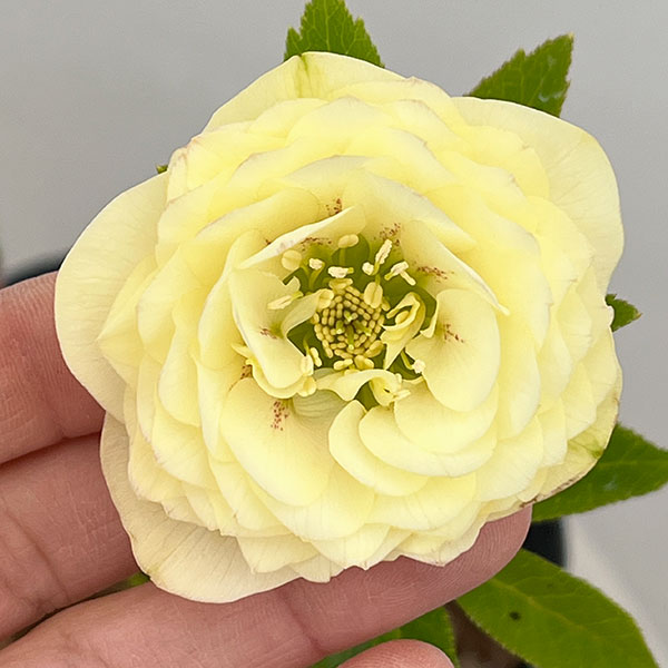 園芸ネット本店｜吉田園芸さんのクリスマスローズ：多弁交配26-04／4.5