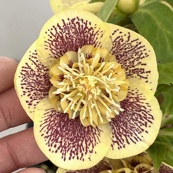 園芸ネット本店｜高正園さんのクリスマスローズ：26-59セミダブル／5号