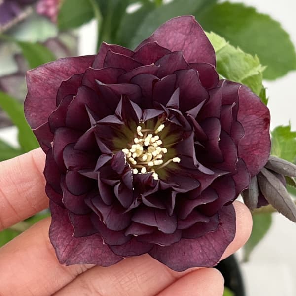 園芸ネット本店｜高正園さんのクリスマスローズ：26-61ダブル 多弁／5