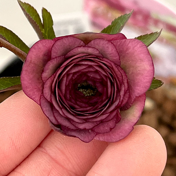 園芸ネット本店｜吉田園芸さんのクリスマスローズ：超多弁交配26-02