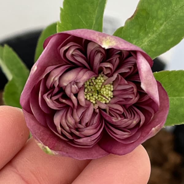 園芸ネット本店｜吉田園芸さんのクリスマスローズ：クオーターロッ