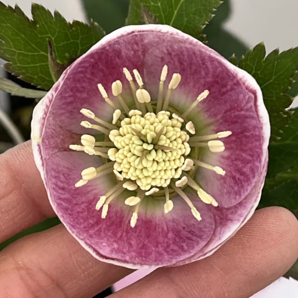 園芸ネット本店｜大和園さんのクリスマスローズ：26-11パステリッシュ