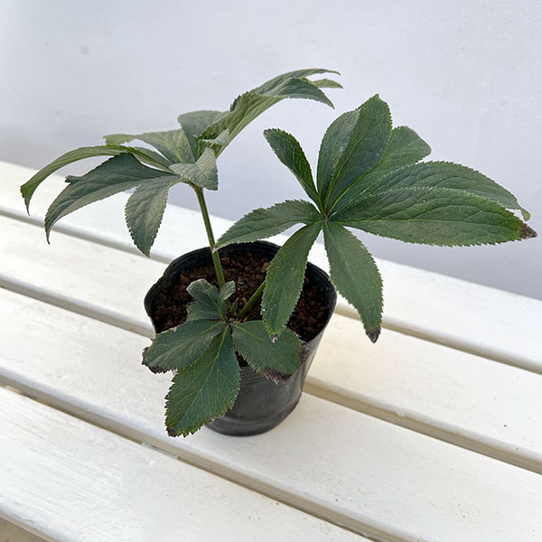 園芸ネット本店｜クリスマスローズ（原種系）：アトロルーベンス4号