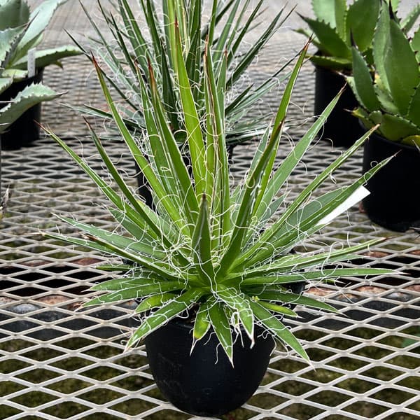 園芸ネット本店｜アガベ：マルチフィリフェラ4号鉢植え の通販【公式】