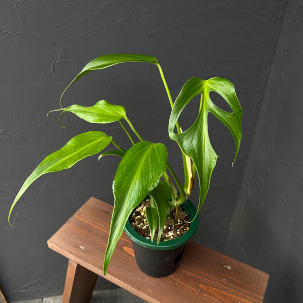 園芸ネット本店｜モンステラ：バールマルクスフレーム 5号鉢植え25-02