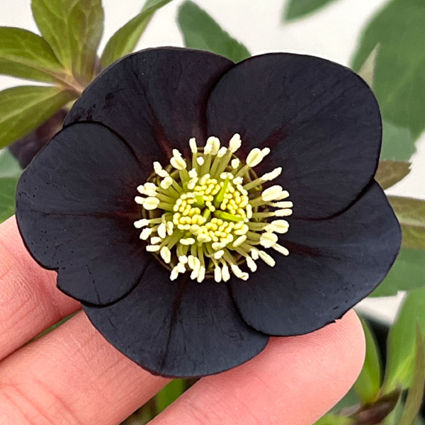 園芸ネット本店｜クリスマスローズ：セレクトシングル26-12／1.5L