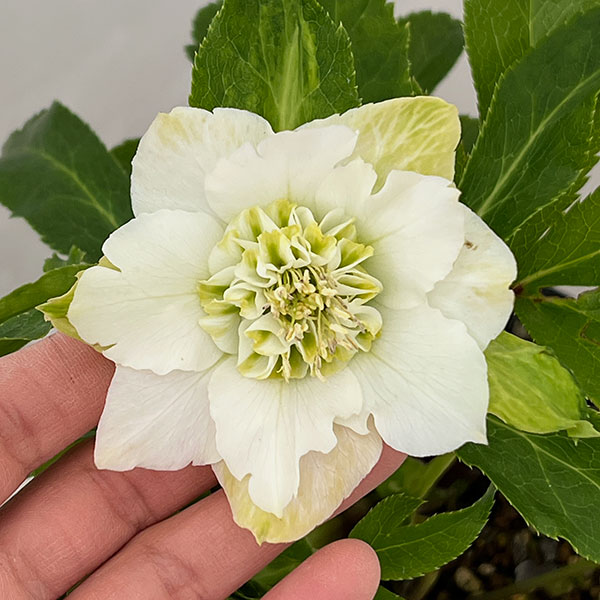 園芸ネット本店｜若泉ファームさんのクリスマスローズ：26-03