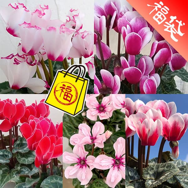 園芸ネット本店｜シクラメン：5品種セット の通販【公式】