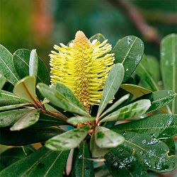 園芸ネット本店｜オージープランツ:バンクシア の商品一覧【公式】