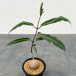 園芸ネット本店｜パキポディウム：グラキリス（発根済み株）3.5号（G29