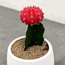 園芸ネット本店｜ユーフォルビア：ムランジーナ 4号鉢植え の通販【公式】