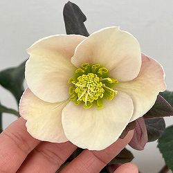 園芸ネット本店｜クリスマスローズ：スーパーイエローセミダブル3号