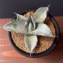 園芸ネット本店｜アガベ：チタノタ5号鉢植え（23-11） の通販【公式】