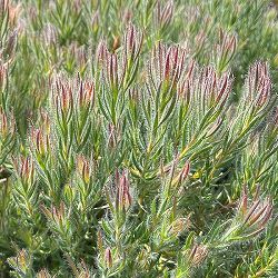 園芸ネット本店｜リューカデンドロン：チェーキー 7号鉢植え の通販