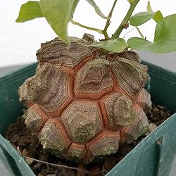 園芸ネット本店｜ベゴニア：ソリムタータ 4号鉢植え の通販【公式】