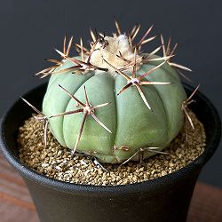 園芸ネット本店｜ブーファン：ディスティチャ 4号鉢植え* の通販【公式】