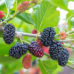 園芸ネット本店｜マルベリー（桑）：USA 3号ポット の通販【公式】