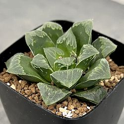 園芸ネット本店｜多肉植物を楽しもう:ハオルチア属 の商品一覧【公式】